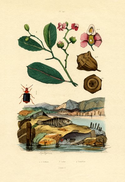Cyprinodontiformes - French School